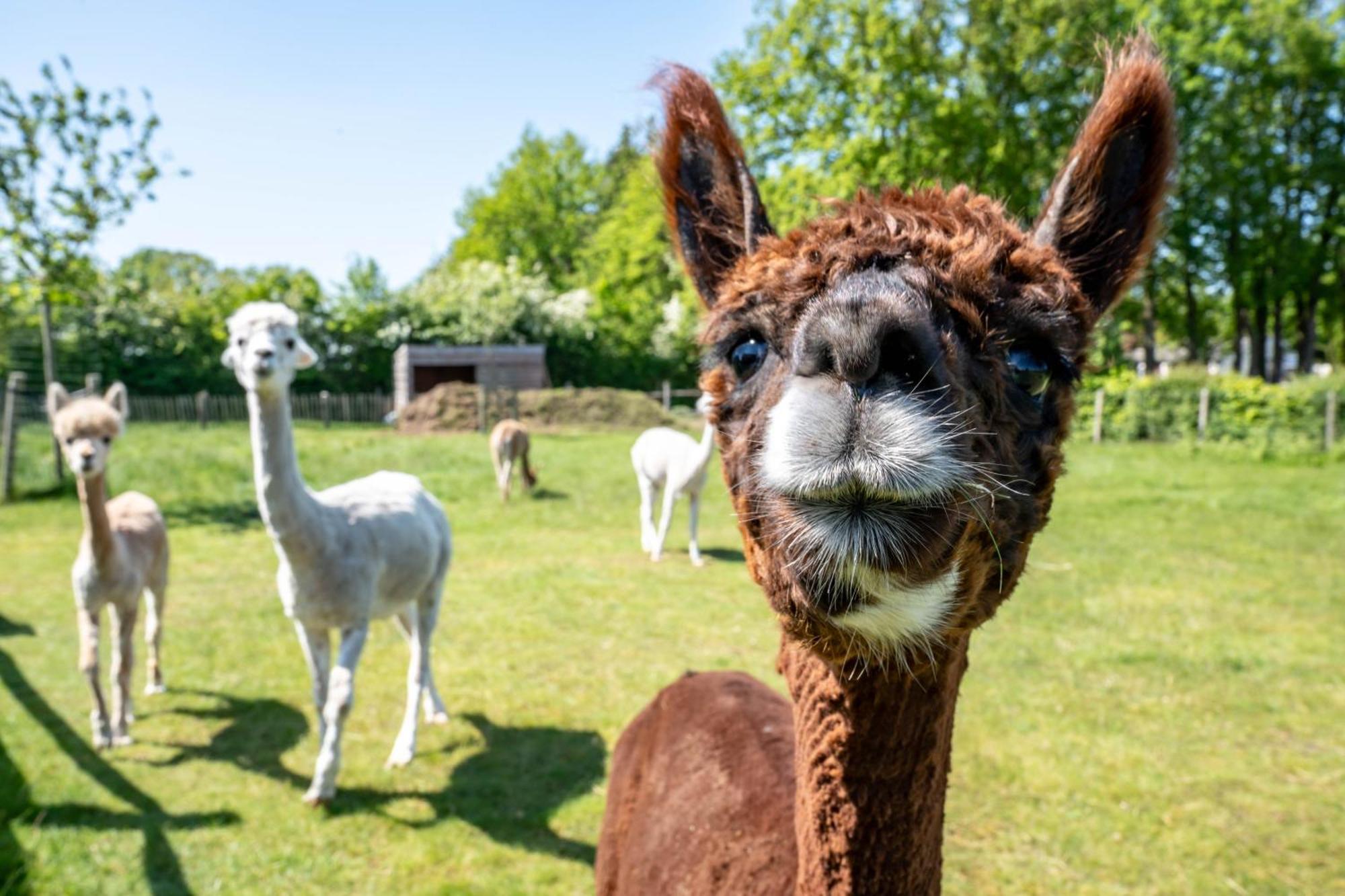 Hoeve Den Akker - Luxueuze Vakantiewoningen Met Privetuinen En Alpaca'S Nabij Brugge, Damme, Knokke, Sluis En Cadzand Eksteriør billede