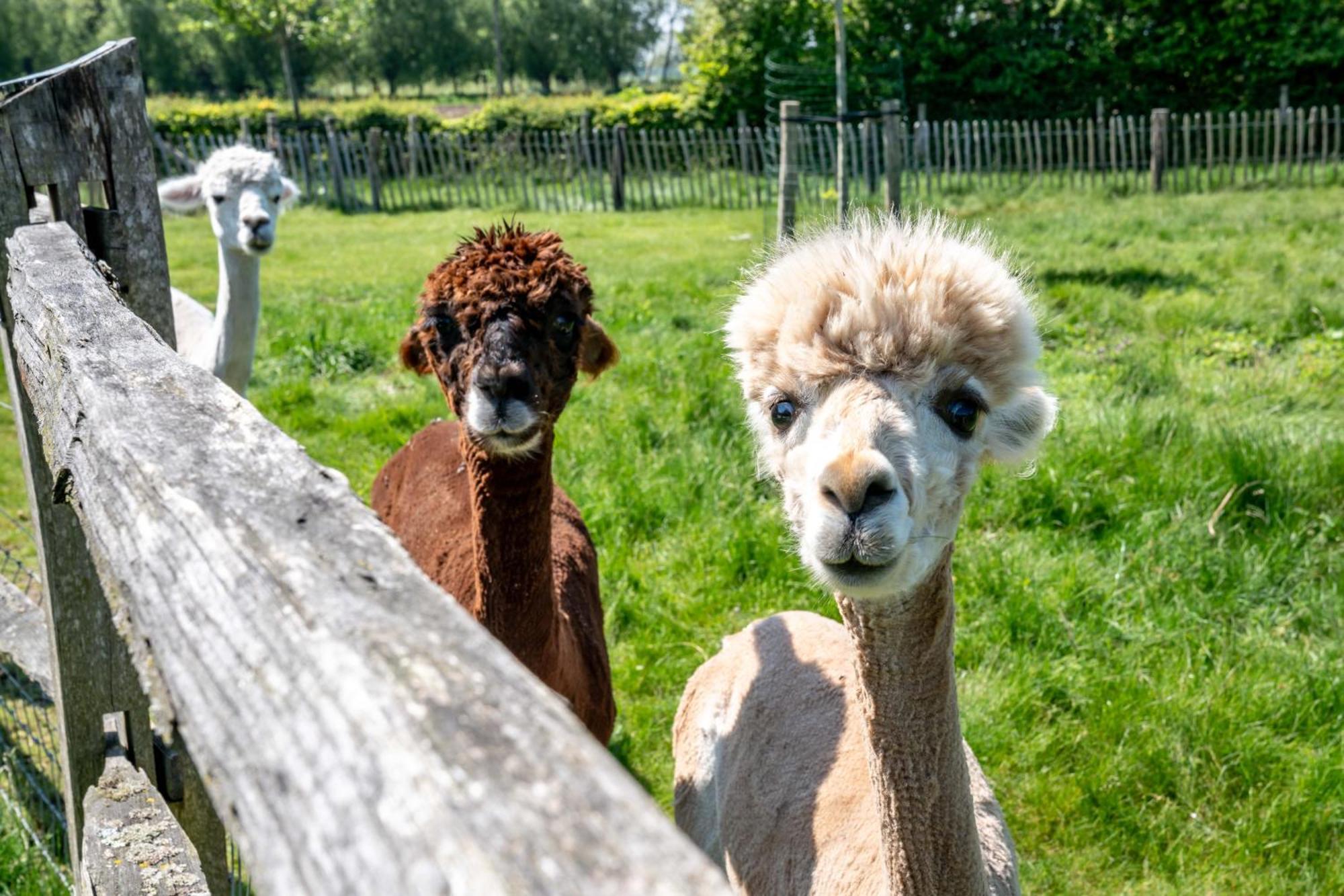 Hoeve Den Akker - Luxueuze Vakantiewoningen Met Privetuinen En Alpaca'S Nabij Brugge, Damme, Knokke, Sluis En Cadzand Eksteriør billede