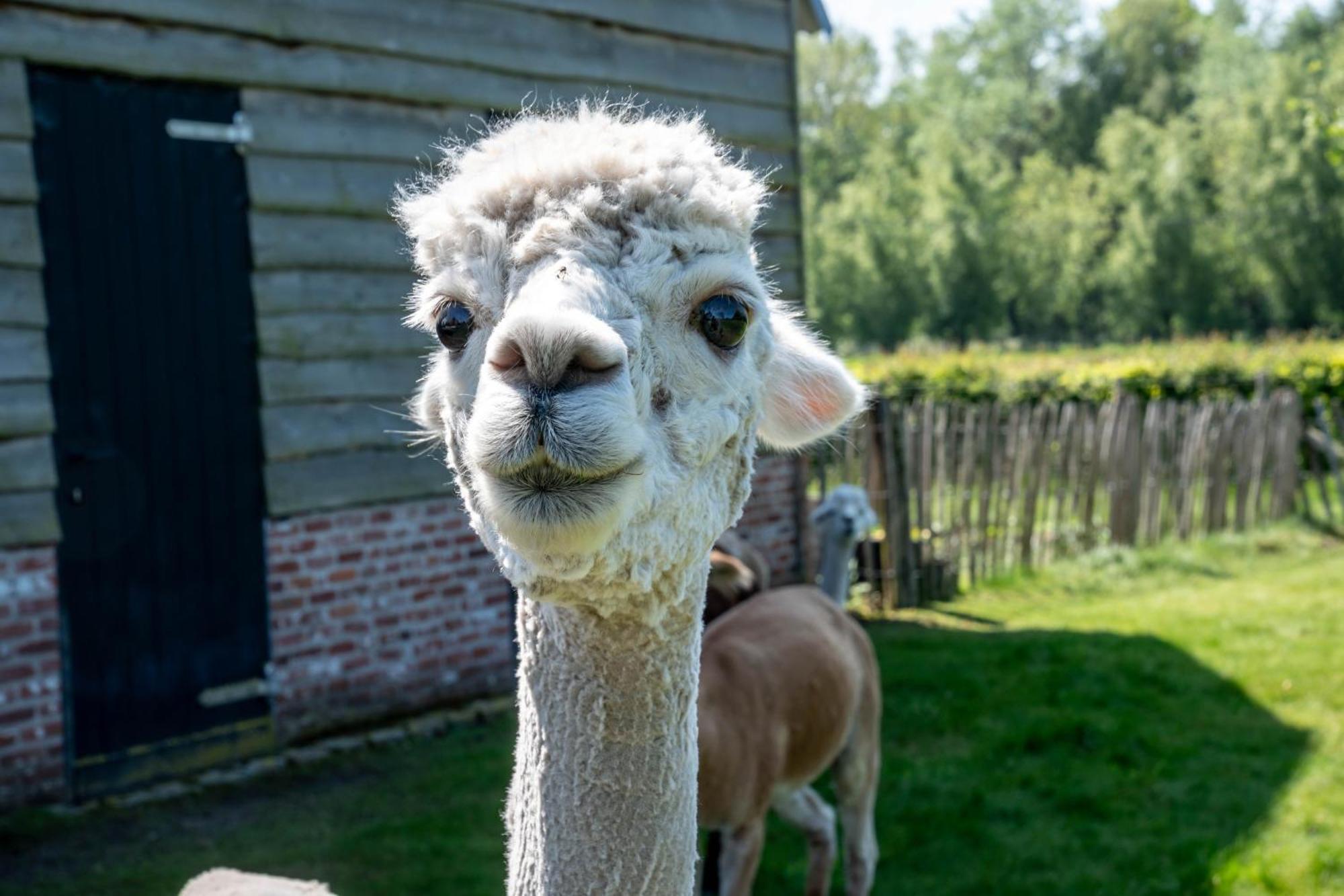 Hoeve Den Akker - Luxueuze Vakantiewoningen Met Privetuinen En Alpaca'S Nabij Brugge, Damme, Knokke, Sluis En Cadzand Eksteriør billede