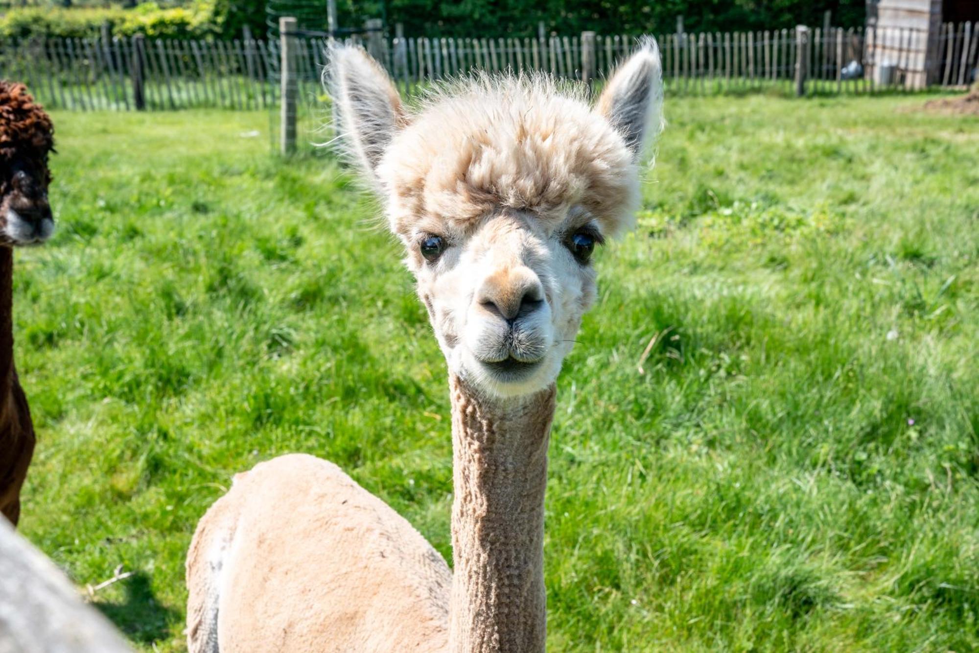 Hoeve Den Akker - Luxueuze Vakantiewoningen Met Privetuinen En Alpaca'S Nabij Brugge, Damme, Knokke, Sluis En Cadzand Eksteriør billede